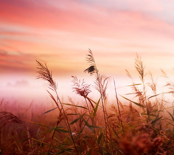 Premium Wallpaper Wall Mural - Dreamy Meadow Sunset