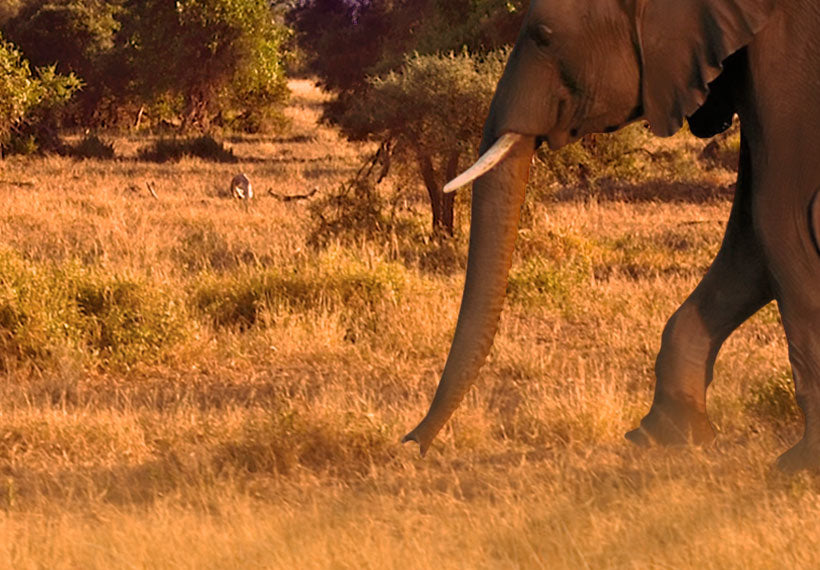 Stretched Canvas Landscape Art - Africa & Elephants
