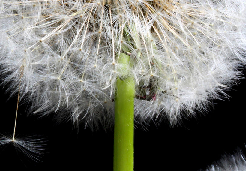 Floral Canvas Wall Art - Dandelion Freedom - 5 Pieces