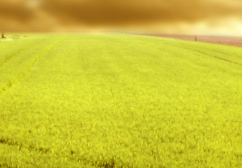 Stretched Canvas Landscape Art - Wheels Traces On A Field