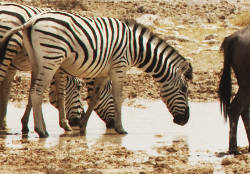Stretched Canvas Landscape Art - Zebras On A Savannah