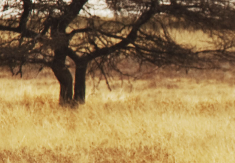 Stretched Canvas Landscape Art - Zebras On A Savannah