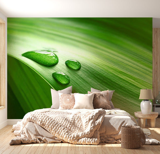 Abstract Wallpaper Wall Mural - Leaf And Three Drops Of Water 118"Wx90"H