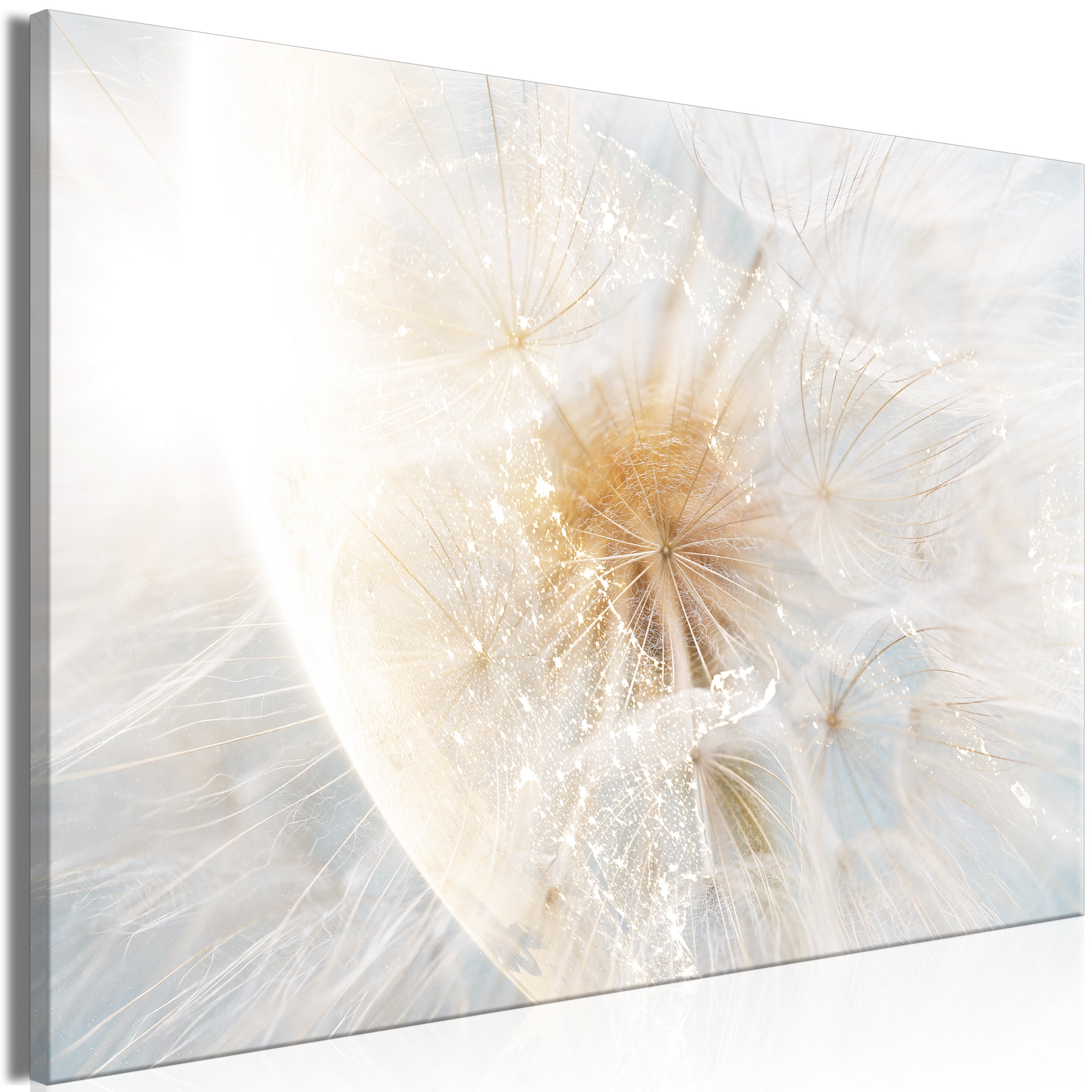 Floral Canvas Wall Art - Dandelion in the Sun