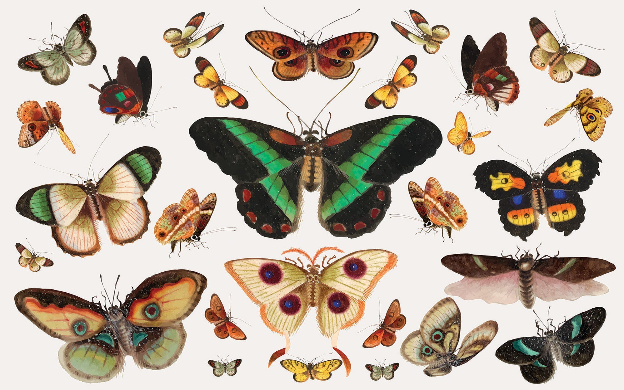 A variety of beautifully illustrated vintage butterflies displayed on a wall mural.