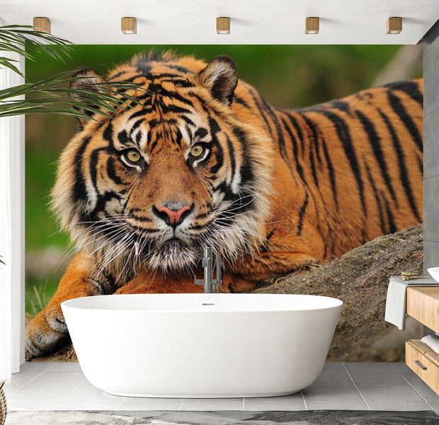 Animal Wallpaper Wall Mural - Sumatran Tiger 118"Wx90"H
