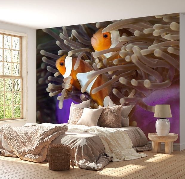 Animal Wallpaper Wall Mural - Clownfish