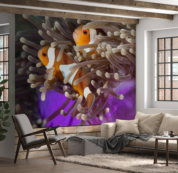 Animal Wallpaper Wall Mural - Clownfish 118"Wx90"H