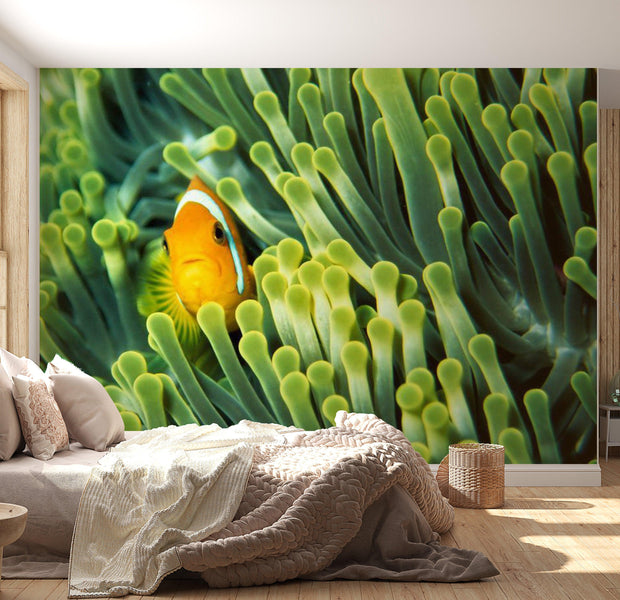 Animal Wallpaper Wall Mural - Anemonefish