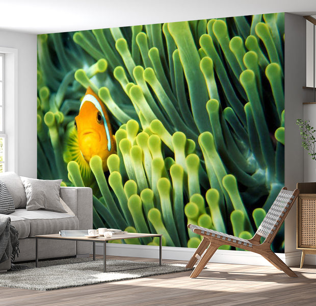 Animal Wallpaper Wall Mural - Anemonefish 118"Wx90"H