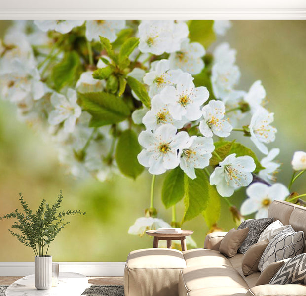 Floral Wallpaper Wall Mural - Beautiful Delicate Cherry Blossoms