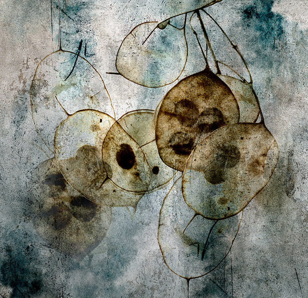 Abstract Wallpaper Wall Mural - Nature and Lunaria