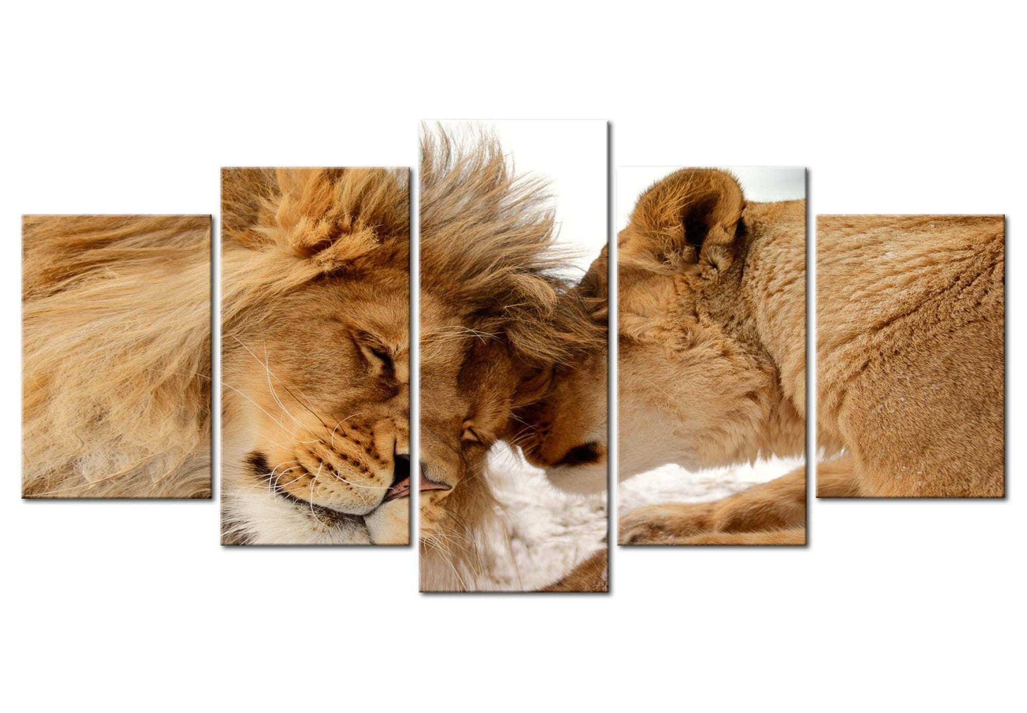 Animal Canvas Wall Art - Wild Love - 5 Pieces