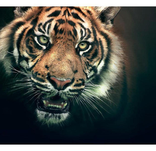 Animal Wallpaper Wall Mural - Bengal Tiger