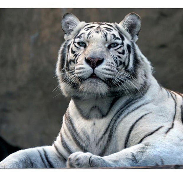 Animal Wallpaper Wall Mural - Bengali Tiger In Zoo