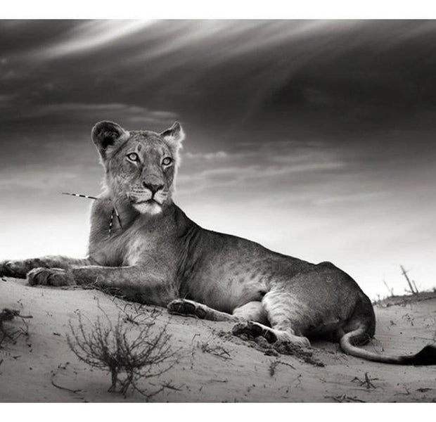 Animal Wallpaper Wall Mural - Black And White Lioness