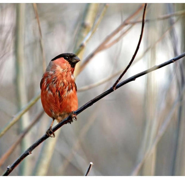 Animal Wallpaper Wall Mural - Bullfinch In The Forest
