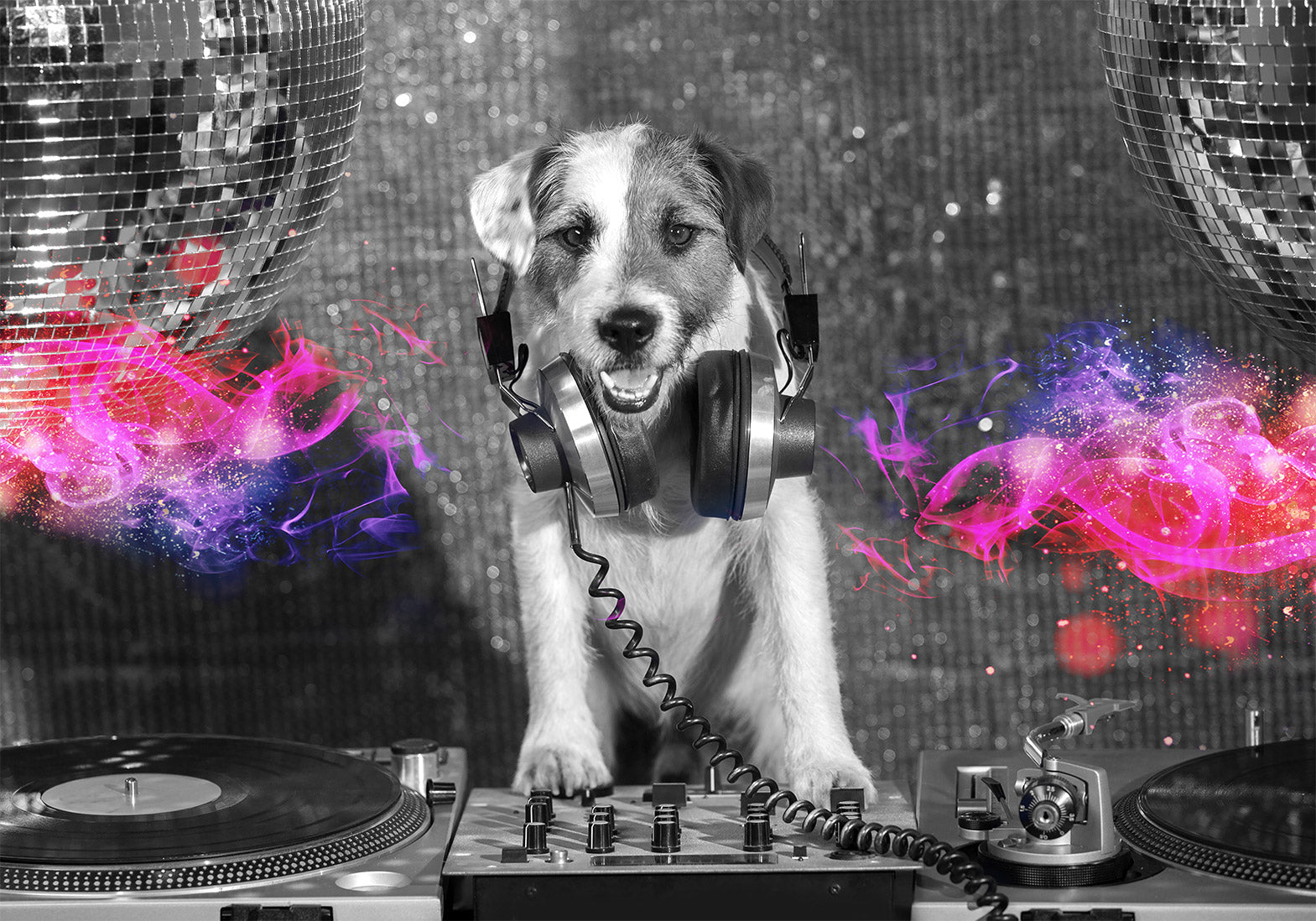 Animal Wallpaper Wall Mural - DJ Dog