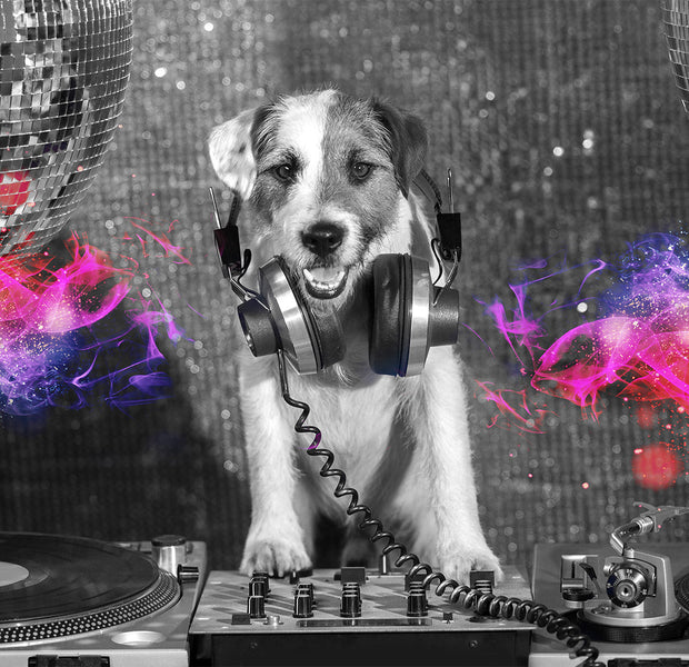 Animal Wallpaper Wall Mural - DJ Dog