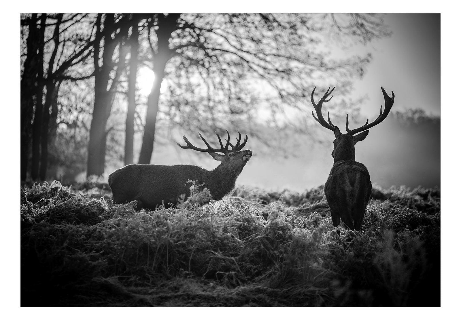 Animal Wallpaper Wall Mural - Deers In The Morning