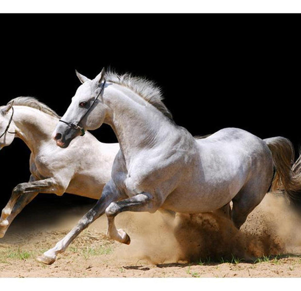 Animal Wallpaper Wall Mural - Galloping Horses On The Sand