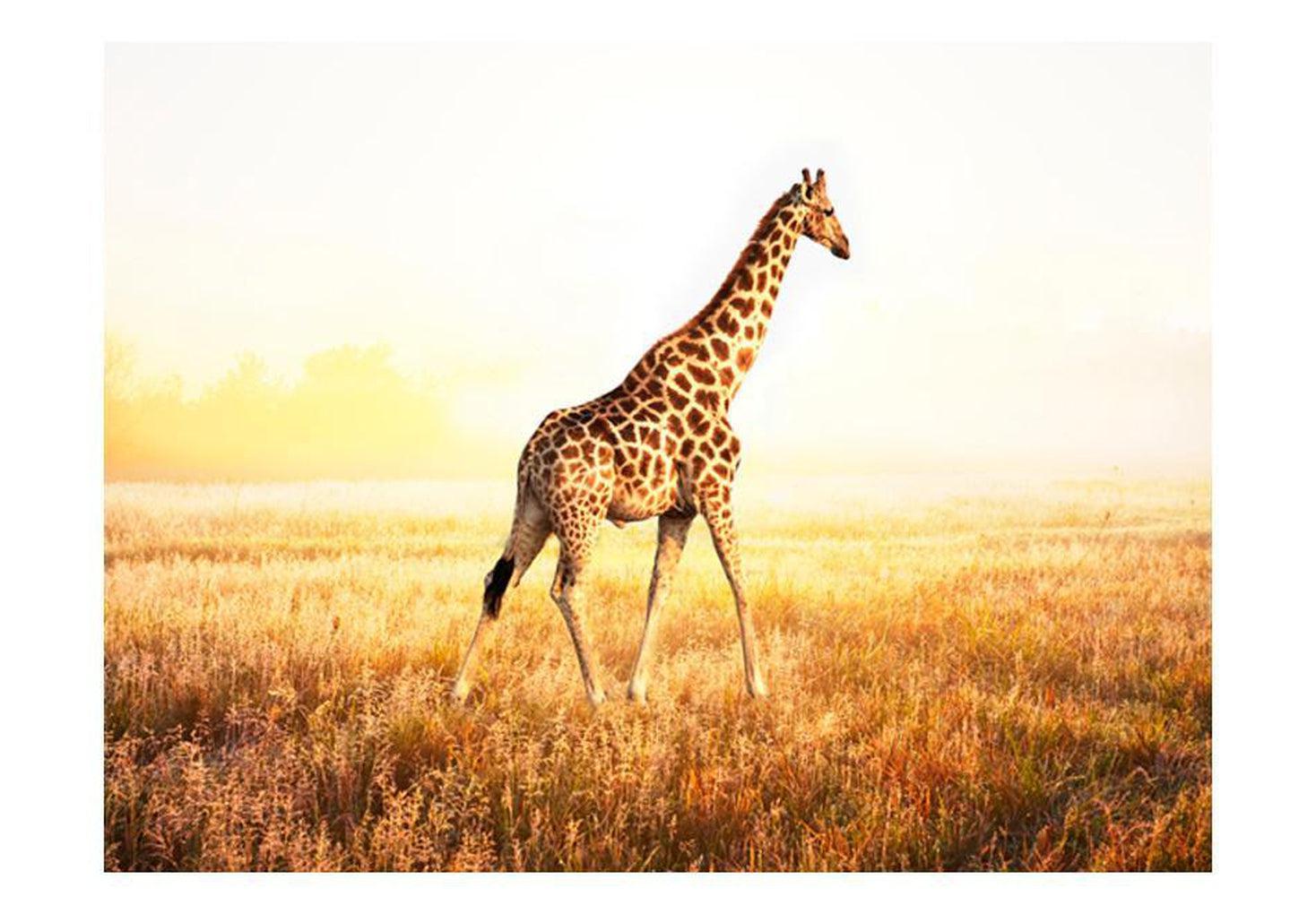 Animal Wallpaper Wall Mural - Giraffe - Walk