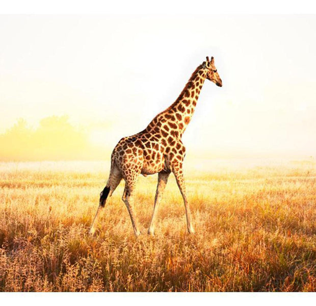Animal Wallpaper Wall Mural - Giraffe - Walk