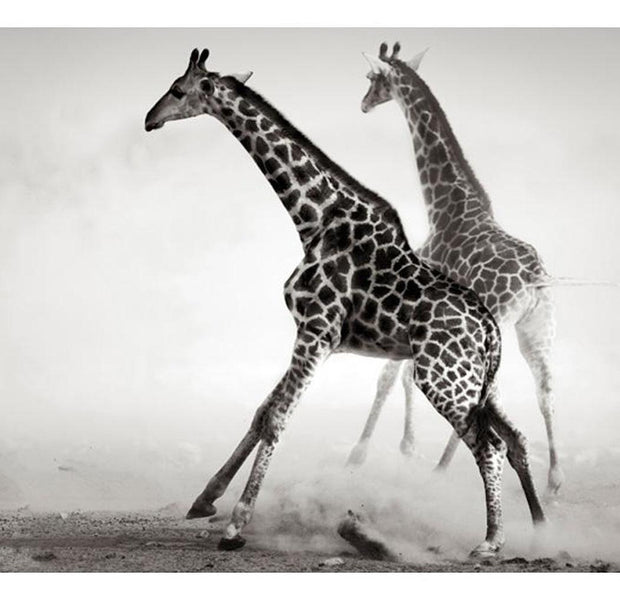 Animal Wallpaper Wall Mural - Giraffes