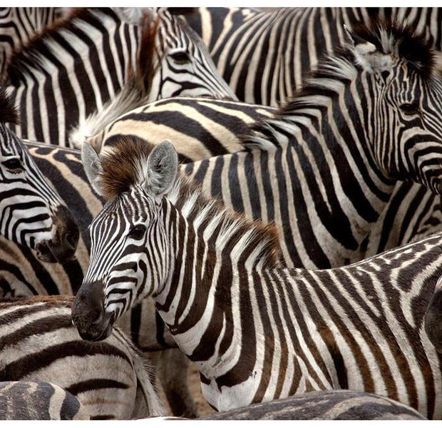 Animal Wallpaper Wall Mural - Herd Of Zebras