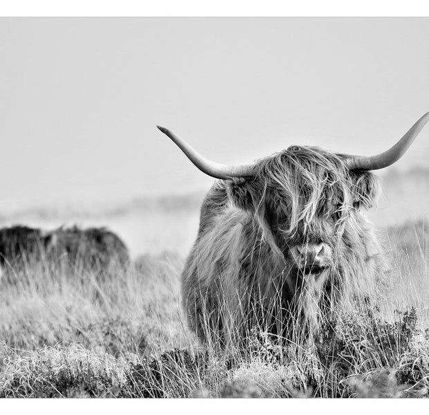 Animal Wallpaper Wall Mural - Highland Cattle