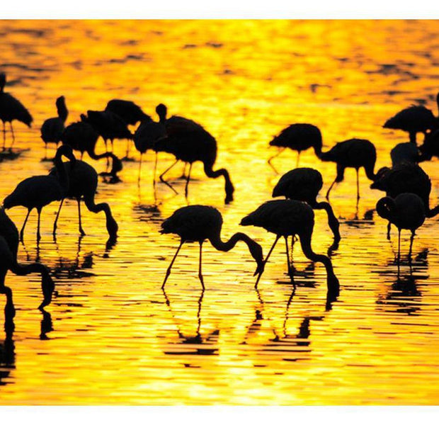 Animal Wallpaper Wall Mural - Kenya: Flamingos By The Lake Nakuru