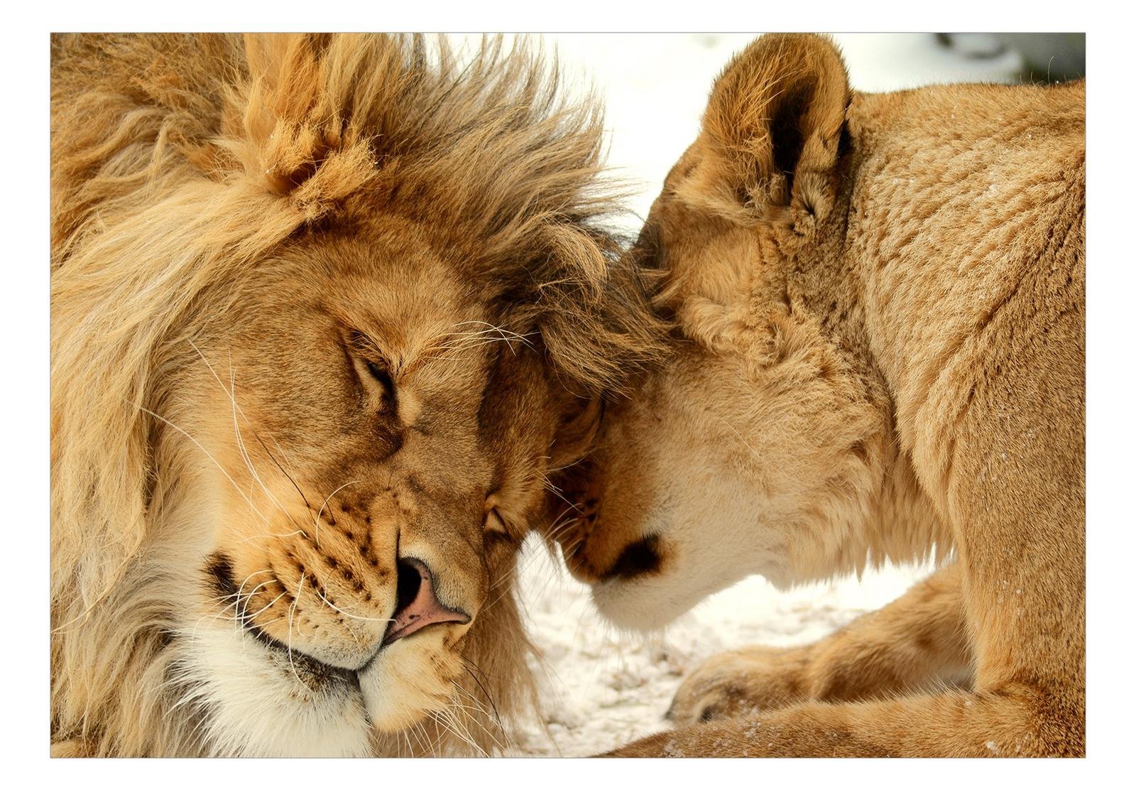 Animal Wall Mural - Lion Tenderness-Tiptophomedecor