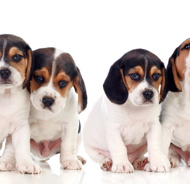 Animal Wallpaper Wall Mural - Cute Puppies