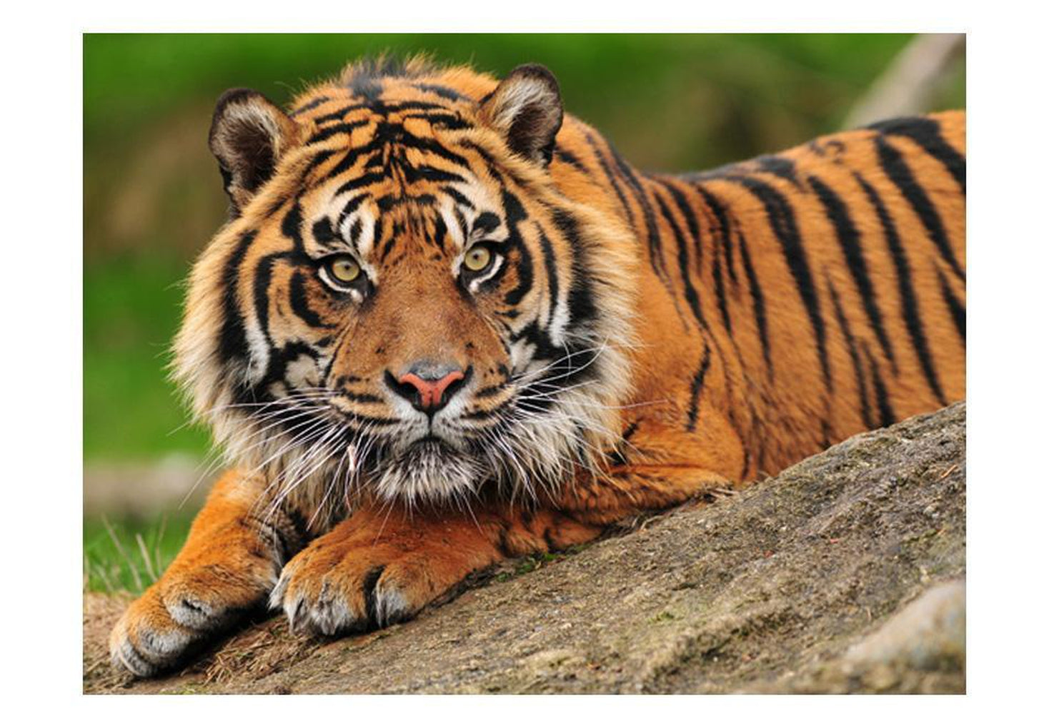 Wall mural - Sumatran tiger-TipTopHomeDecor