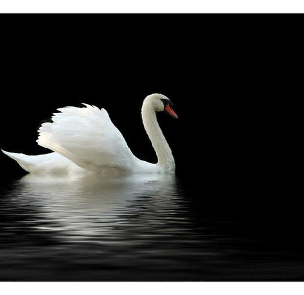 Animal Wallpaper Wall Mural - Swan Black And White