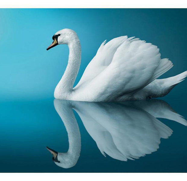 Animal Wallpaper Wall Mural - Swan - Reflection