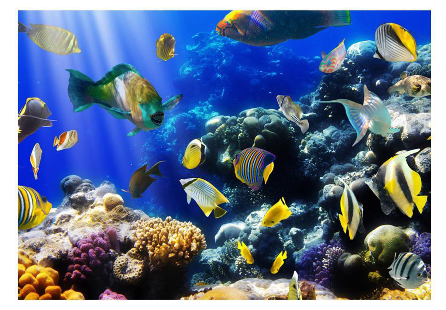 Wall mural - Underwater adventure-TipTopHomeDecor