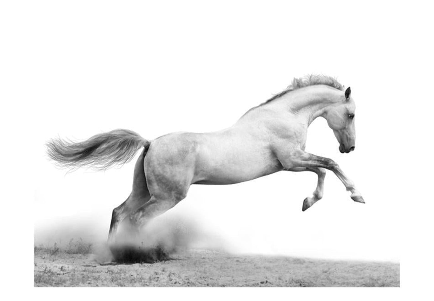 Wall mural - White gallop-TipTopHomeDecor