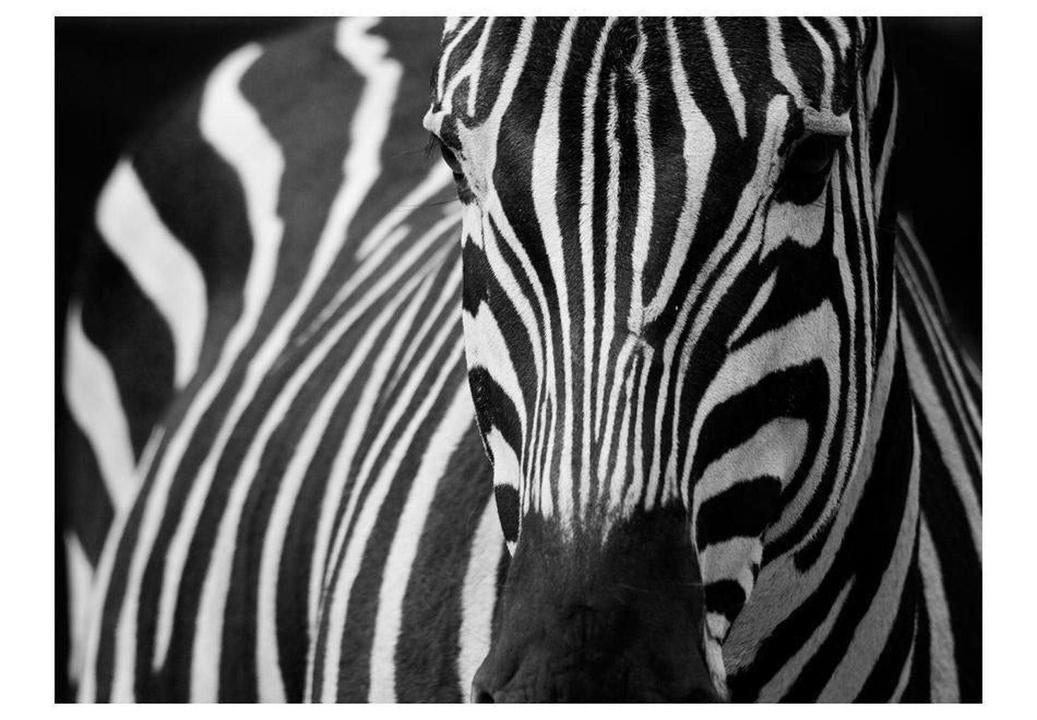 Animal Wallpaper Wall Mural - White With Black Stripes