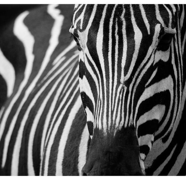 Animal Wallpaper Wall Mural - White With Black Stripes