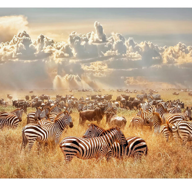 Animal Wallpaper Wall Mural - Zebra Land