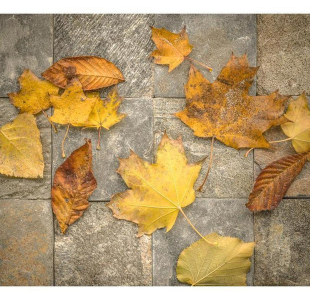 Surface Texture Wallpaper Wall Mural - Autumn Leaves on Stones