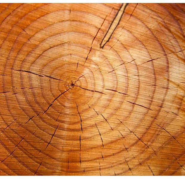 Surface Texture Wallpaper Wall Mural - Big Tree Slab