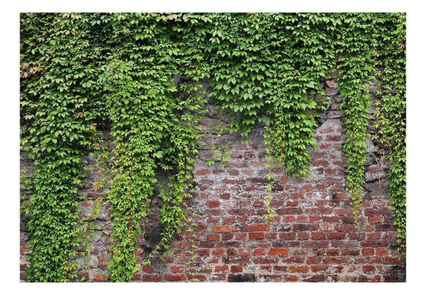 Surface Texture Wallpaper Wall Mural - Old Brick Wall With Ivy