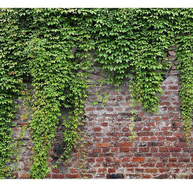 Surface Texture Wallpaper Wall Mural - Old Brick Wall With Ivy
