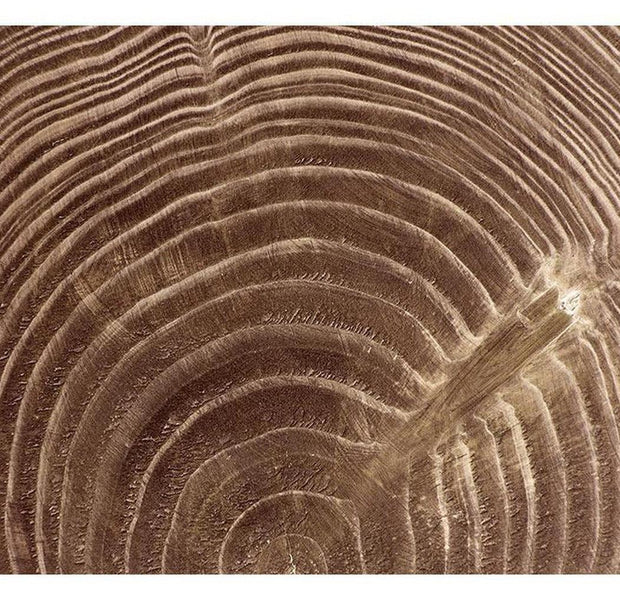 Surface Texture Wallpaper Wall Mural - Tree Slice