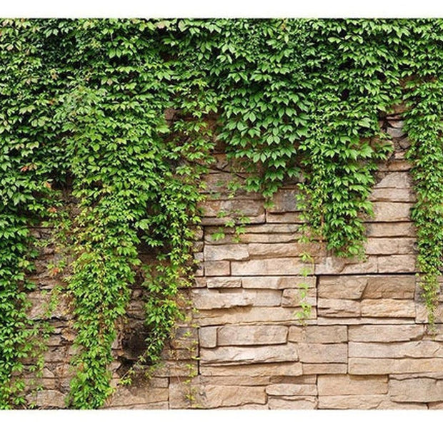 Surface Texture Wallpaper Wall Mural - Stacked Stone Ivy Wall
