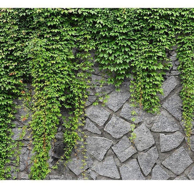 Surface Texture Wallpaper Wall Mural - Stone Wall With Plants