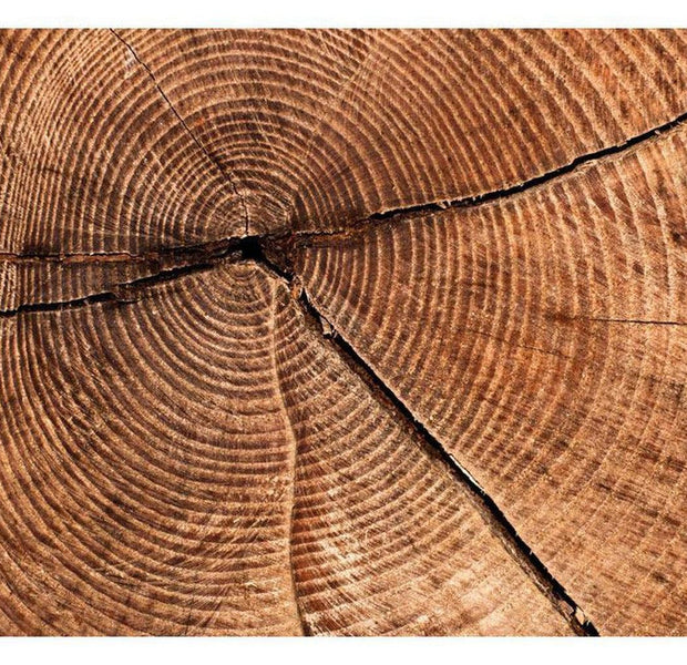 Surface Texture Wallpaper Wall Mural - Tree Trunk Cross Section