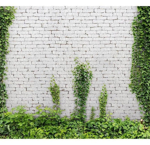 Surface Texture Wallpaper Wall Mural - Ivy On White Brick Wall